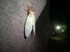 セミの脱皮.jpg